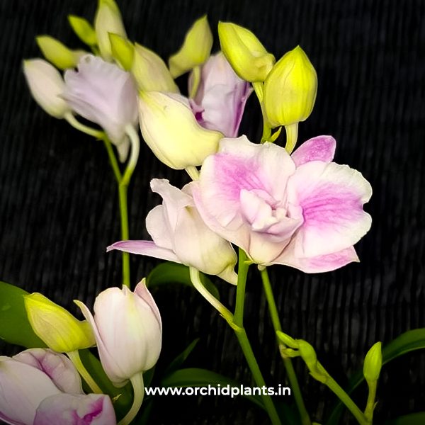 Anucha Pink