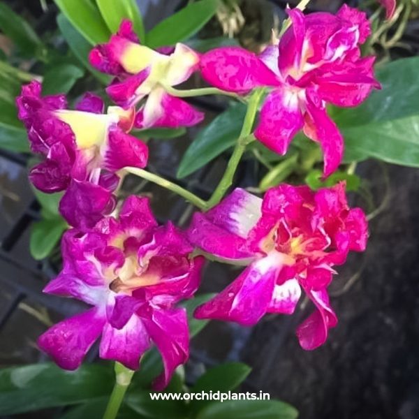 Betty rose red