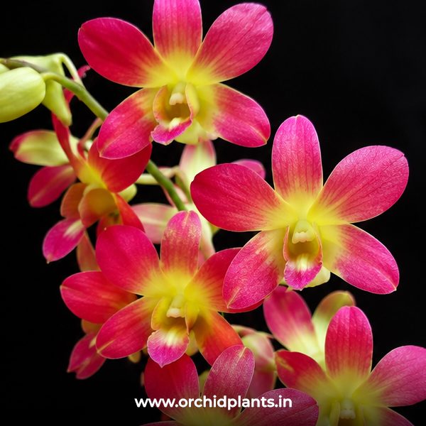 D_Brandy_Flower