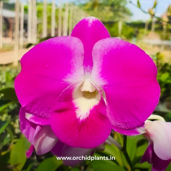 D_Burana Pearl Pink_Flower.jpg