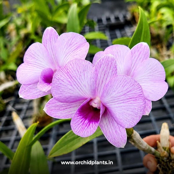D_Burana_Pink_Stripe_Flower