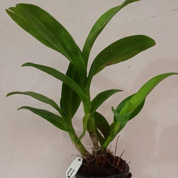 D_Caesar_lemon_Plant