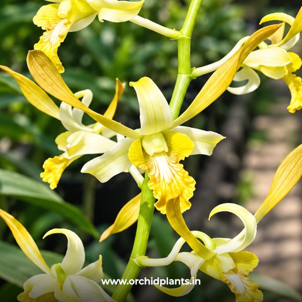 D_Chan_Chao twist#472_Flower