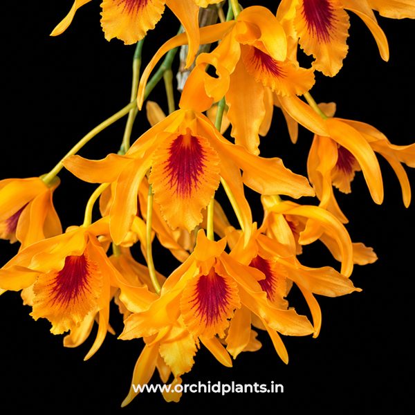 D_Chanthaboon_Flower