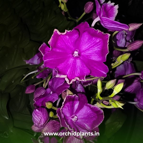 D_Dark star Fish _Flower