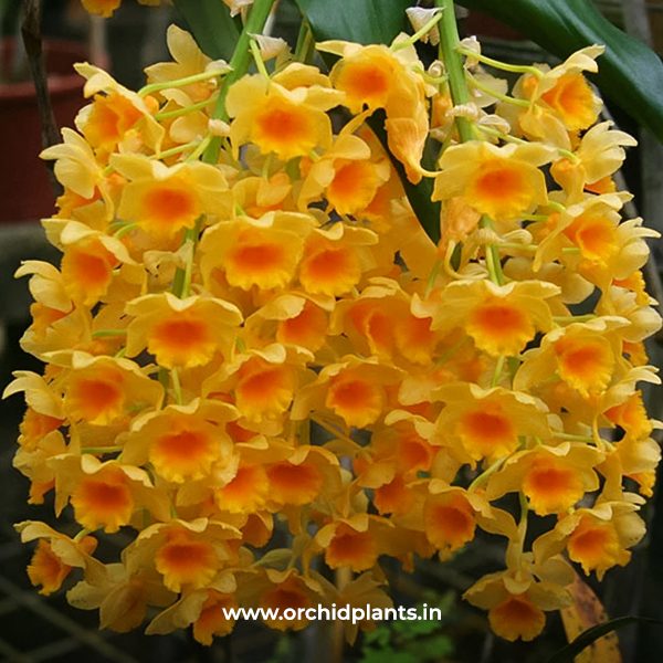 Farmeri Yellow