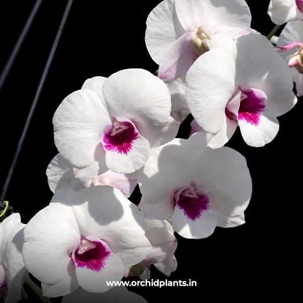 D_Glory White X Sirriatina_Flower