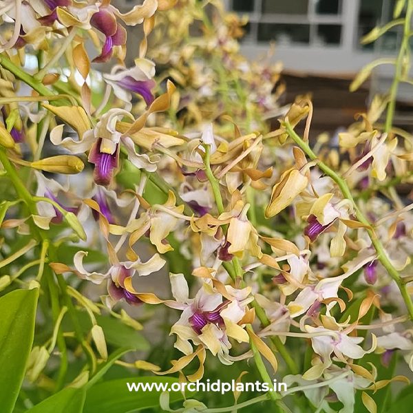 D_Golden twist_Flower