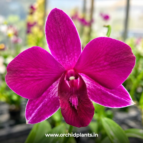 D_Grand_Asia_Flower