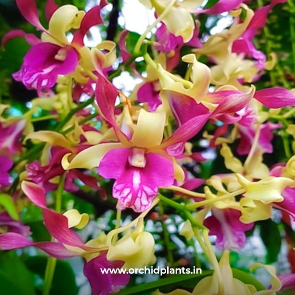D_Green pink twist_Flower