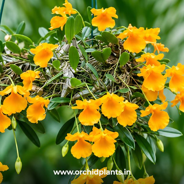 D_Jenkinsii_Flower