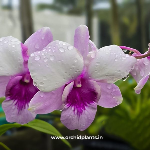 D_King sweet _Flower