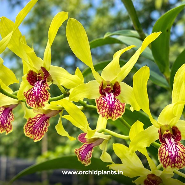 D_Kinh_Van_Flower