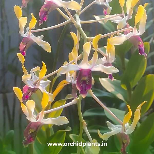 D_Lasian pink yellow # 90 _Flower