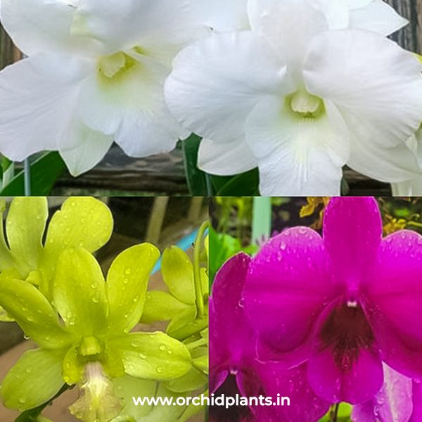 D_Mature_Combo_Flower