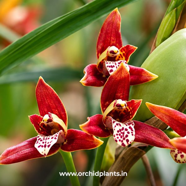 D_Maxillaria_ tenuifolia_Flower
