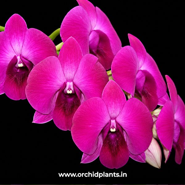 D_Panjarath_Pink_Flower