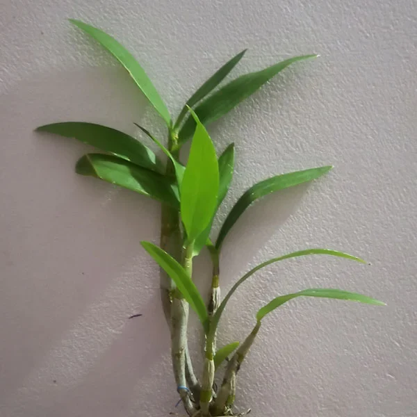 D_Pink185-plant