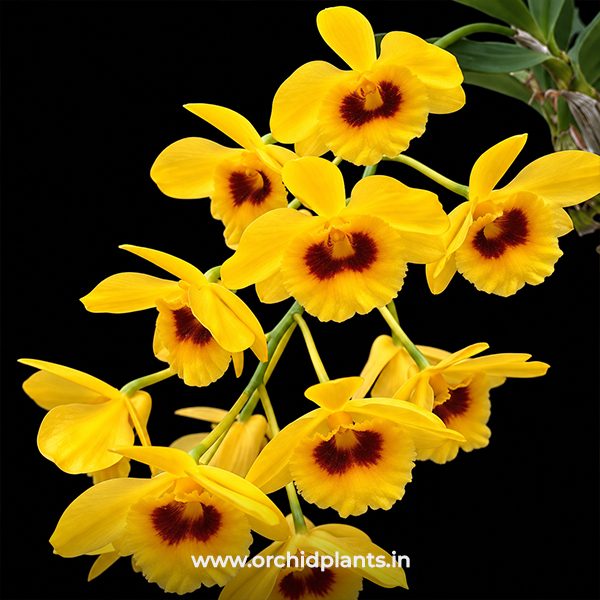 D_Pomatocalpa spicatum_Flower