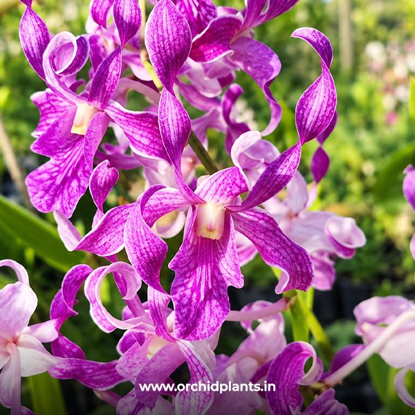 D_Rabbit_Purple_White_Flower