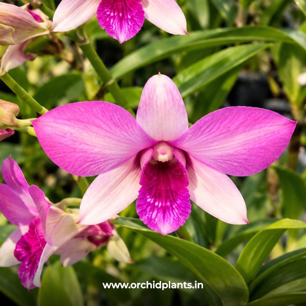 D_Rainbow_Flower