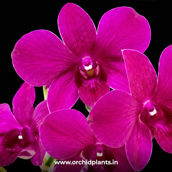 D_Red4833_Flower