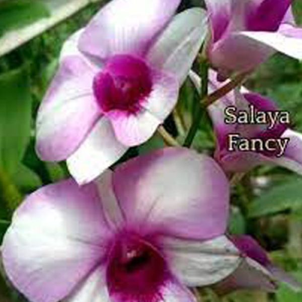 salaya fancy