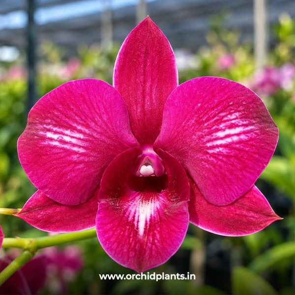 Tippawan red