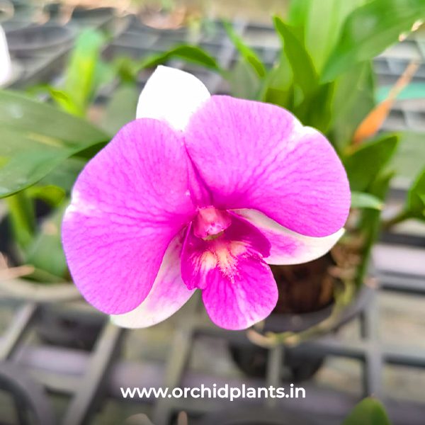 D_Triangel X Sirriatina_Flower