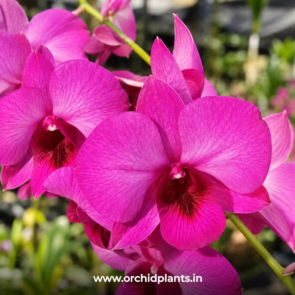 D_Udomsri X Thailand_Flower