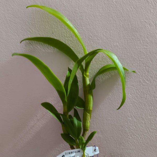 D_Wooleng_Plant