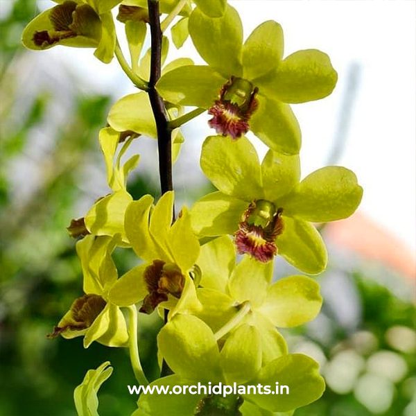 D_Yellow395