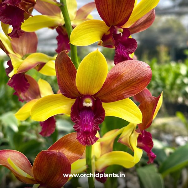 D_Yellow_Red_Malay_Flower