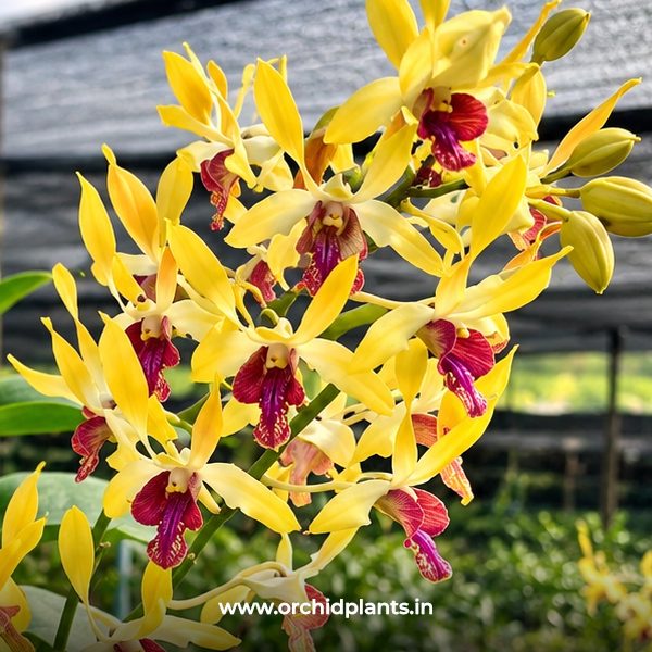 Yellow star