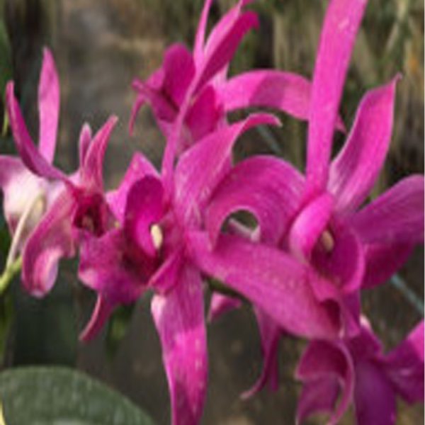 Den.Judy-ruth-lassenthera