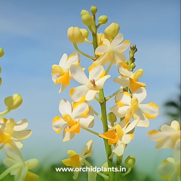 E_Doritis pulcherima_Flower