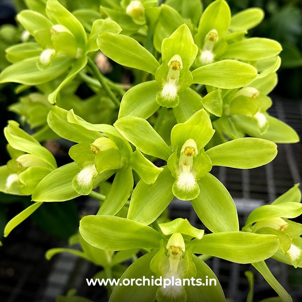 G_Scriptum_Green_Flower