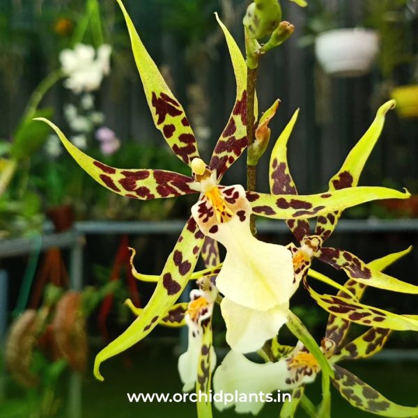 Brassia Yellow