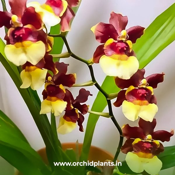 O_Gum Pagan_Flower
