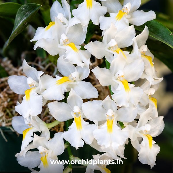 O_Rodriguezia_Veusta_Flower