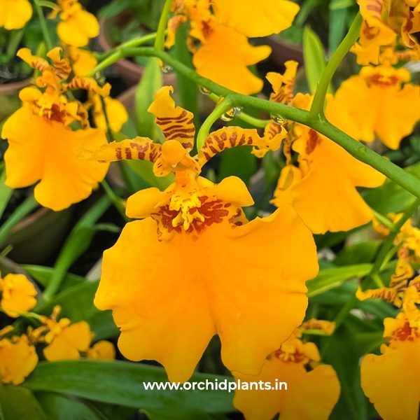 O_Singapore orange_Flower