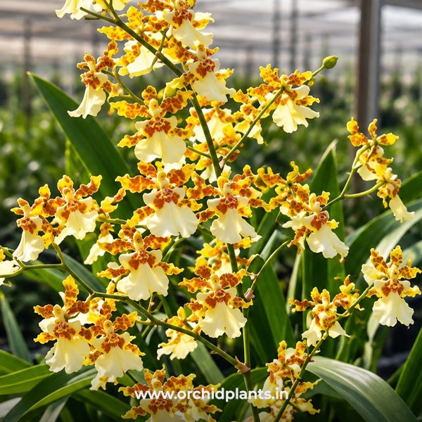 O_Yuan_Nan_Flower