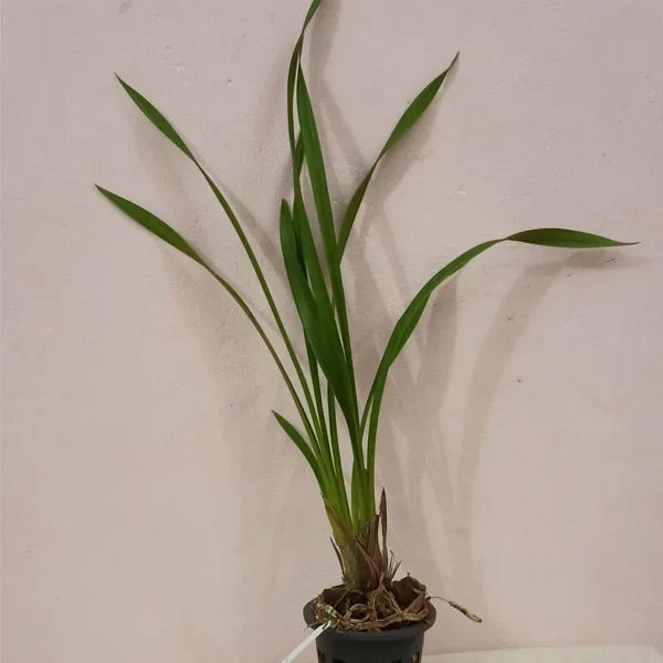 Orchid Plant Cymbedium Chen Ruby