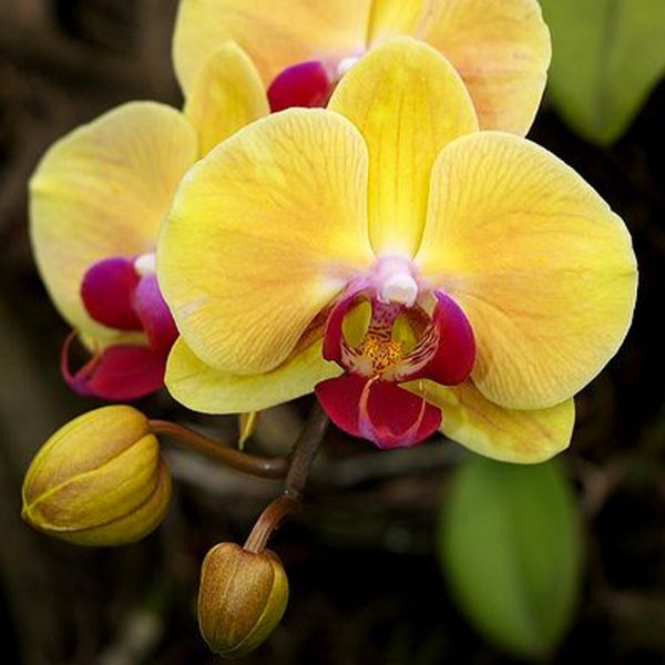 Yellow Flowers and red hearts