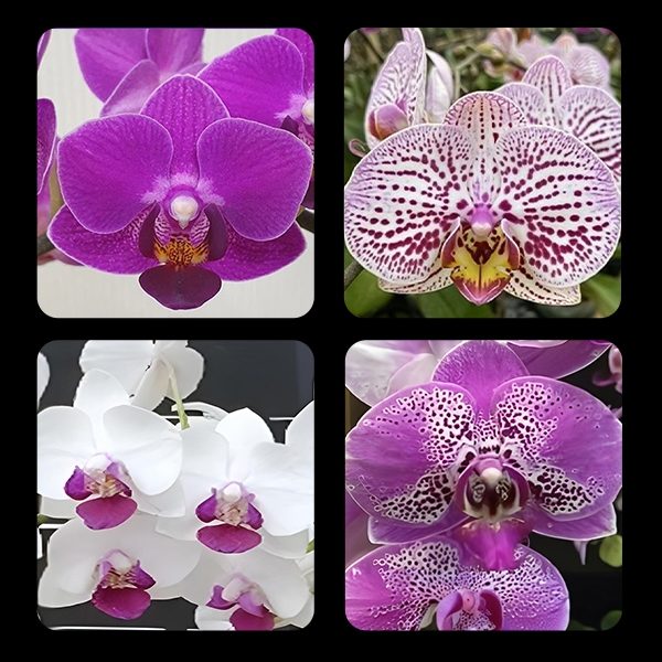 Phalaenopsis combo