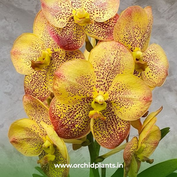 Prapathom gold X Thai spot