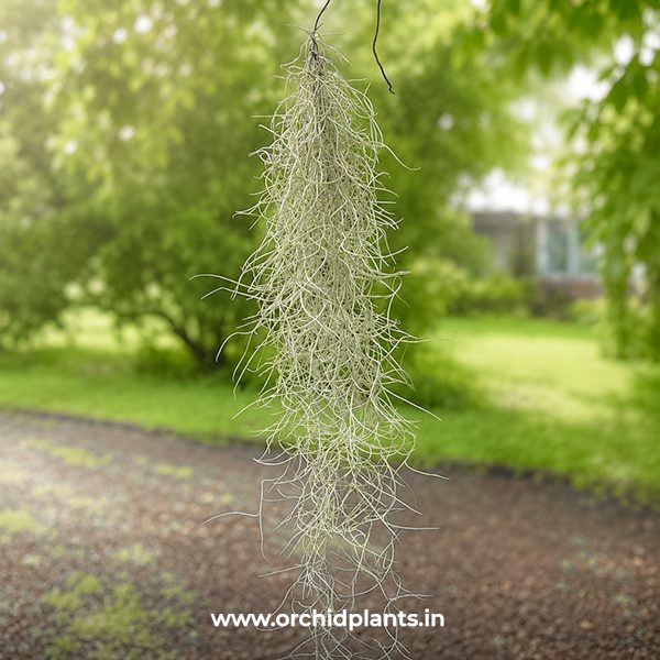 Spanish moss1