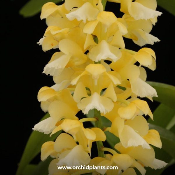 Aerides Houlletiana Alba