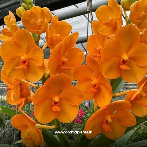 orange FAH