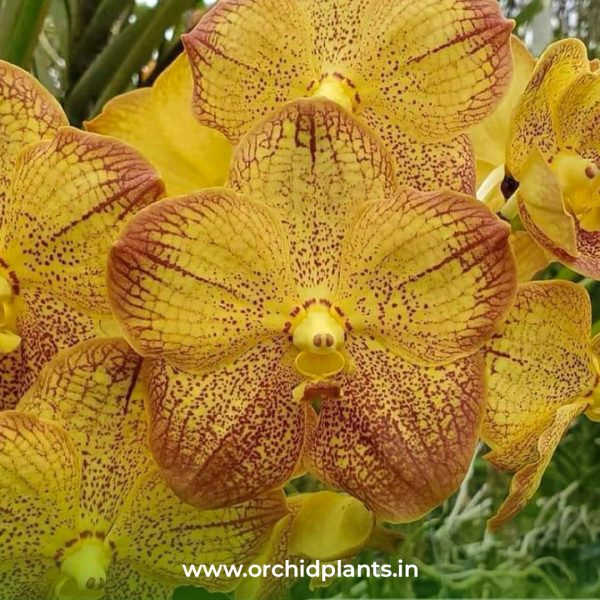 V_Chao praya sapphine